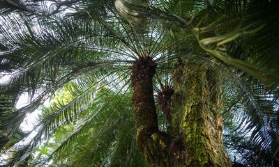 Cycads: the primeval plants getting rarer – and harder to protect