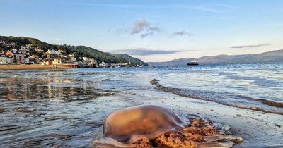 Giant jellyfish on Welsh beach leaves visitors scared to swim