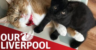 Our Liverpool: Time's running out to send in your cutest cats