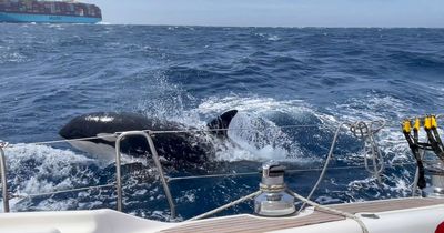 Couple attacked by killer whales while on sailing course