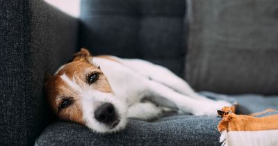 Dog expert warns of 'subtle' signs your pet is in pain that shouldn't be ignored