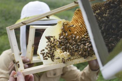 2 people were hurt in a California bee attack. Here's what to do if it happens to you