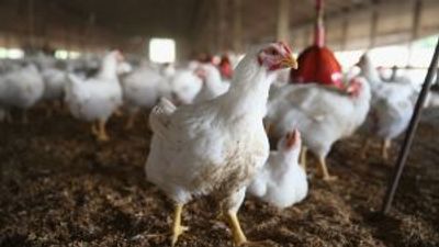 Two people test positive for bird flu on farm in England