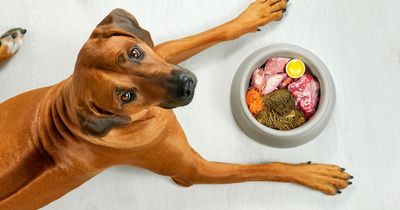 Experts warn dog owners over poisonous pet food that could prove deadly