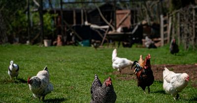 All you need to know about bird flu as two human cases confirmed in England