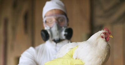 UK's 3 bird flu hotspots revealed in interactive map - as 2 humans catch virus
