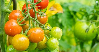 Gardener shares tomato plant hack that 'supercharges' growth and 'increases yield'