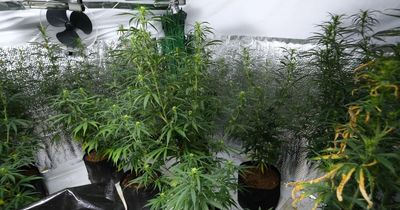Over 300 cannabis plants found in flooded Nottingham home