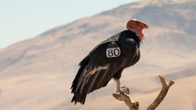 U.S. okays emergency use of bird-flu vaccine to save California condors