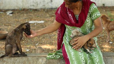 You have seen The Elephant Whisperers, now meet Chennai’s unsung animal activists