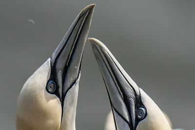 In Pictures: Gannets gather at cliffs for rituals of love and nestbuilding