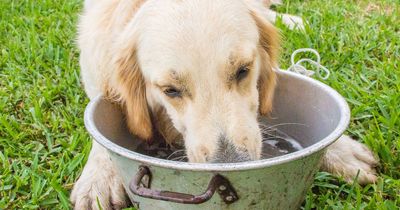 Dog owner's overheating warning could save your pet's life as mini heatwave looms
