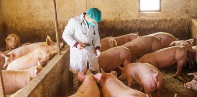 Vaccines using mRNA can protect farm animals against diseases traditional ones may not – and there are safeguards to ensure they won't end up in your food