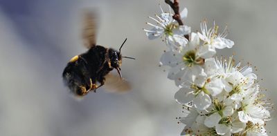 Bees can learn, remember, think and make decisions – here's a look at how they navigate the world