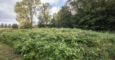 'Invasive' plants growing in your garden could land you £5k fine or even prison