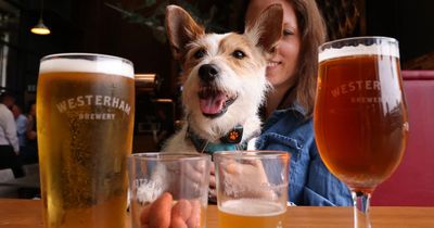 Dog owners offered 'job' paying £1,000 a month to go to the pub with their pet