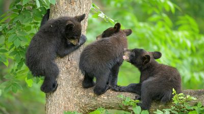 Trio of tiny bear cubs caught frolicking on camera by Lake Tahoe