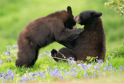 North American black bear cubs brave their new surroundings at safari park