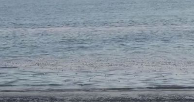 Swimmers surrounded by suspected sewage in River Mersey