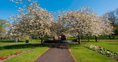 Glasgow urged to sign up to national tree planting initiative