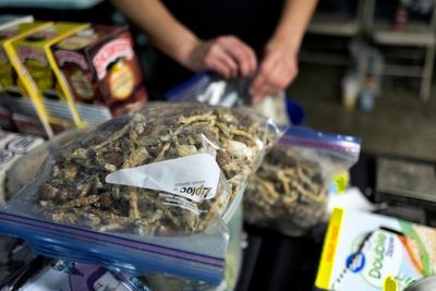 MPs to debate call for drug law review to enable ‘magic mushroom’ treatment research