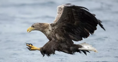 PSNI investigate white-tailed eagle deaths in Co Antrim