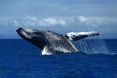 Whale activists tilting at windmills