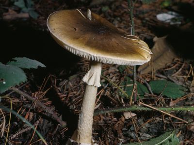 New hope for an antidote to death cap mushrooms and other poison fungi