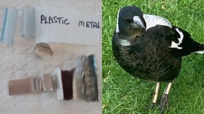 Conservation Regulator investigates reports of illegally tagged magpies in Melbourne's west