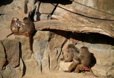 Adult friends help baboons conquer childhood trauma