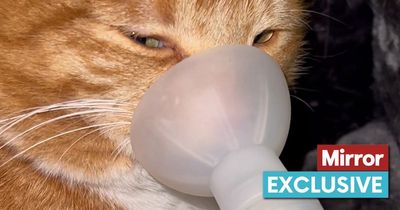 'I spent £25,000 on treatment for my cat's asthma - and it's worth every single penny'