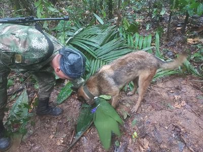 Colombian children found alive in jungle weeks after plane crash