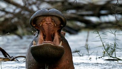 Death toll rises to seven after hippo capsizes boat in Malawi, Africa