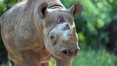 Brookfield Zoo’s longtime resident black rhino euthanized due to kidney disease