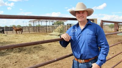 Australia's largest cattle company AACo increases its herd size and operating profit