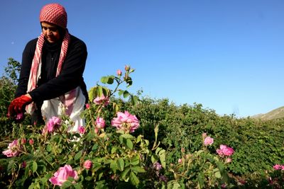 Scent of tradition lingers in Lebanon's 'village of roses'