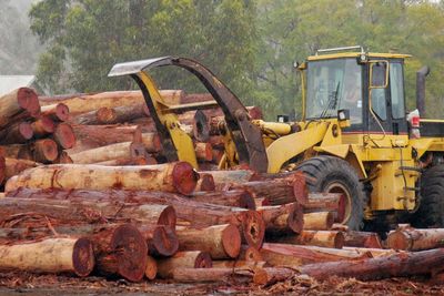 China drops ban on imports of Australian timber