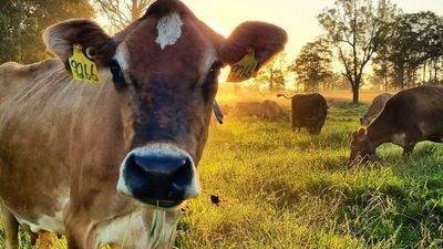 Bulla Dairy Foods announces opening farmgate milk price as farmers continue to exit industry