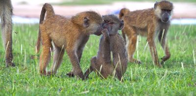 Baboon bonds: new study reveals that friendships make up for a bad start in life