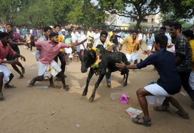 India's top court upholds bull-taming festival