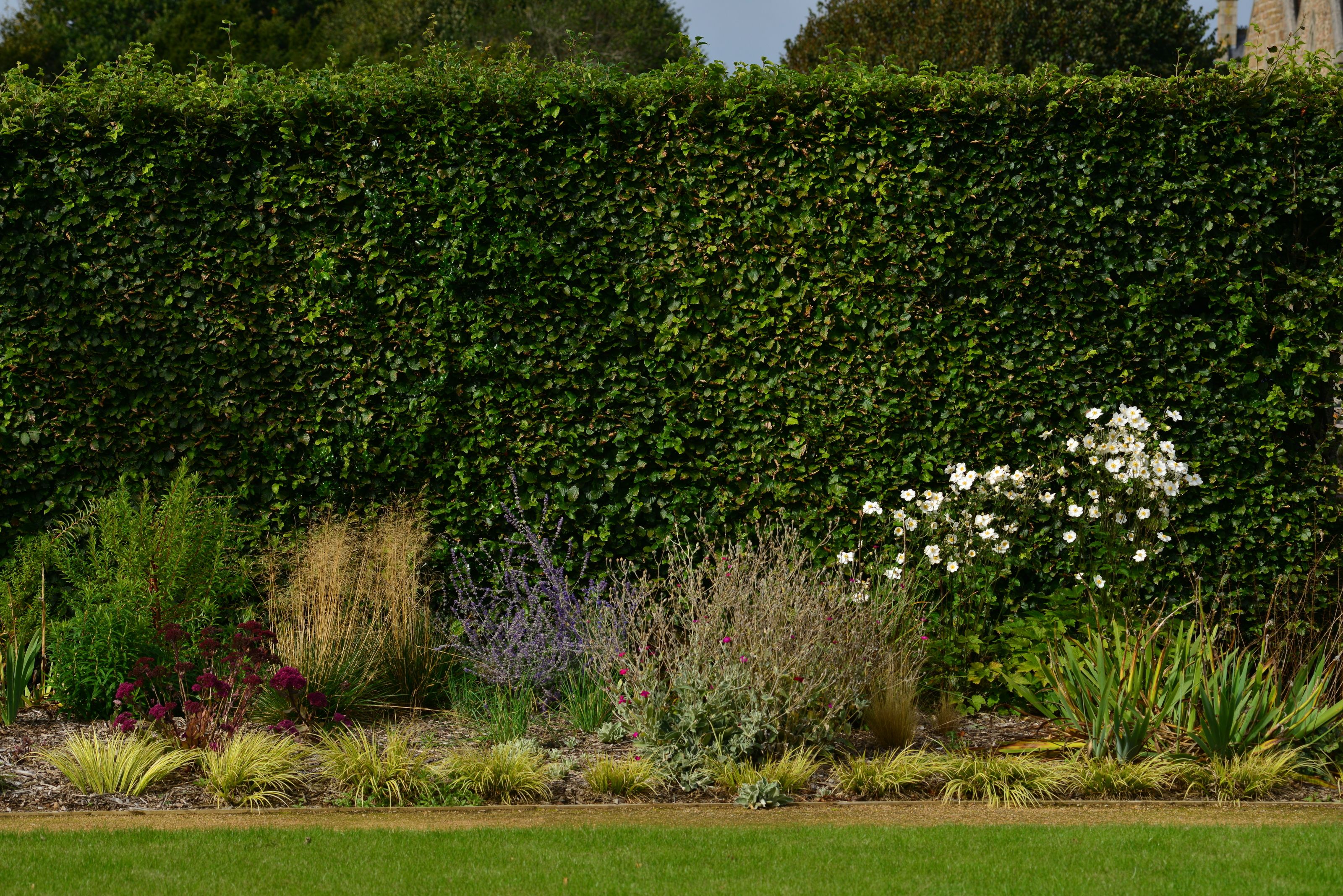 6 Of The Best Fast Growing Hedges That Promise Extra 