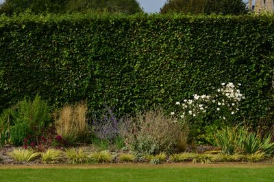 6 of the best fast-growing hedges that promise extra privacy in your backyard