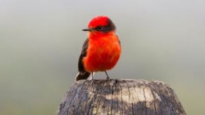 Galapagos Islands welcome vermilion flycatcher chicks