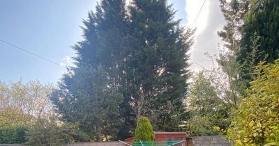 Woman to keep 32ft trees in Fife garden despite neighbour's claim they made life 'a misery'
