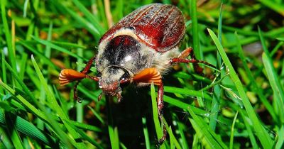 Loud cockchafers invade UK homes and hit people in face