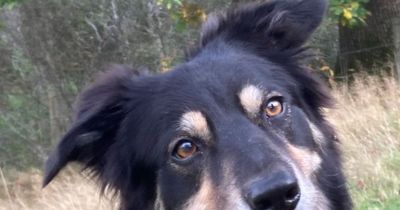 Dogs Trust West Calder appeal for new home for Border Collie Tess