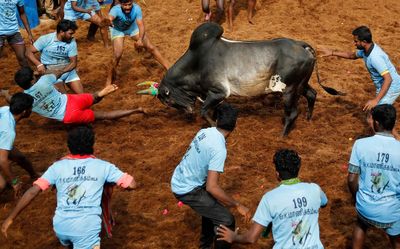 India’s top court allows bull-taming sport to continue despite criticism from animal rights groups