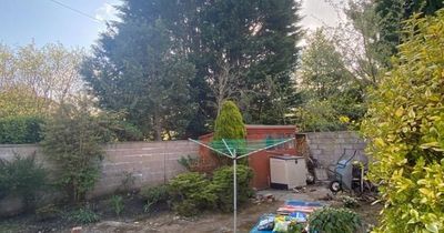 Woman's battle to keep 32ft trees as neighbour complains they 'block out sunlight'