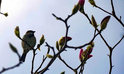 Sparrow by James Hynes review – a boy’s life in a Roman empire brothel