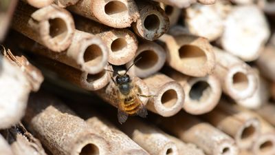 Where to place a bee hotel – experts reveal the best spots to entice guests